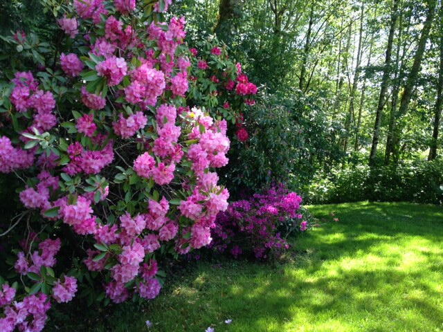 East Garden Rhodies in May
