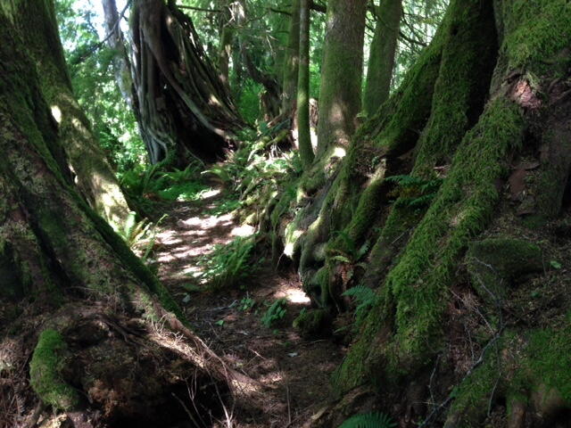 Nurse log on East path
