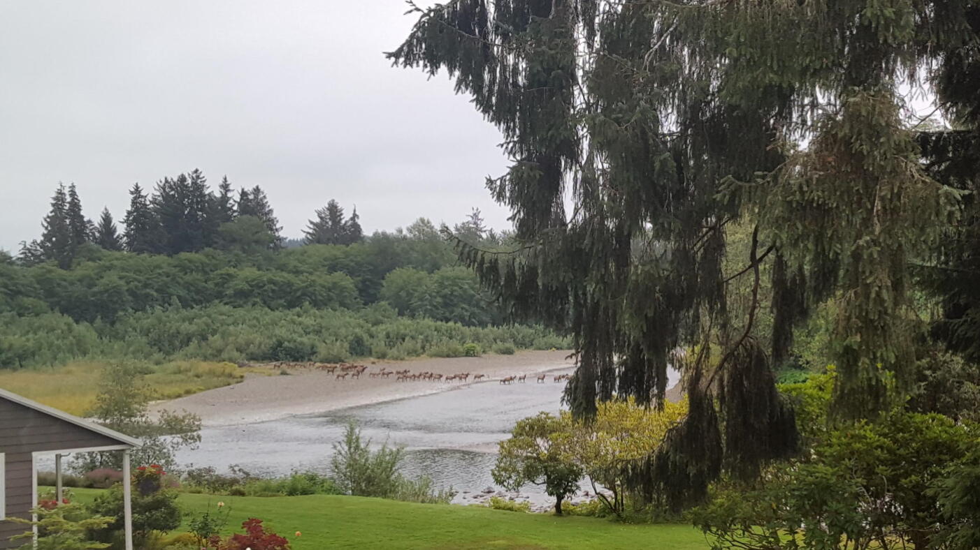The elk herd crosses the Bogachiel