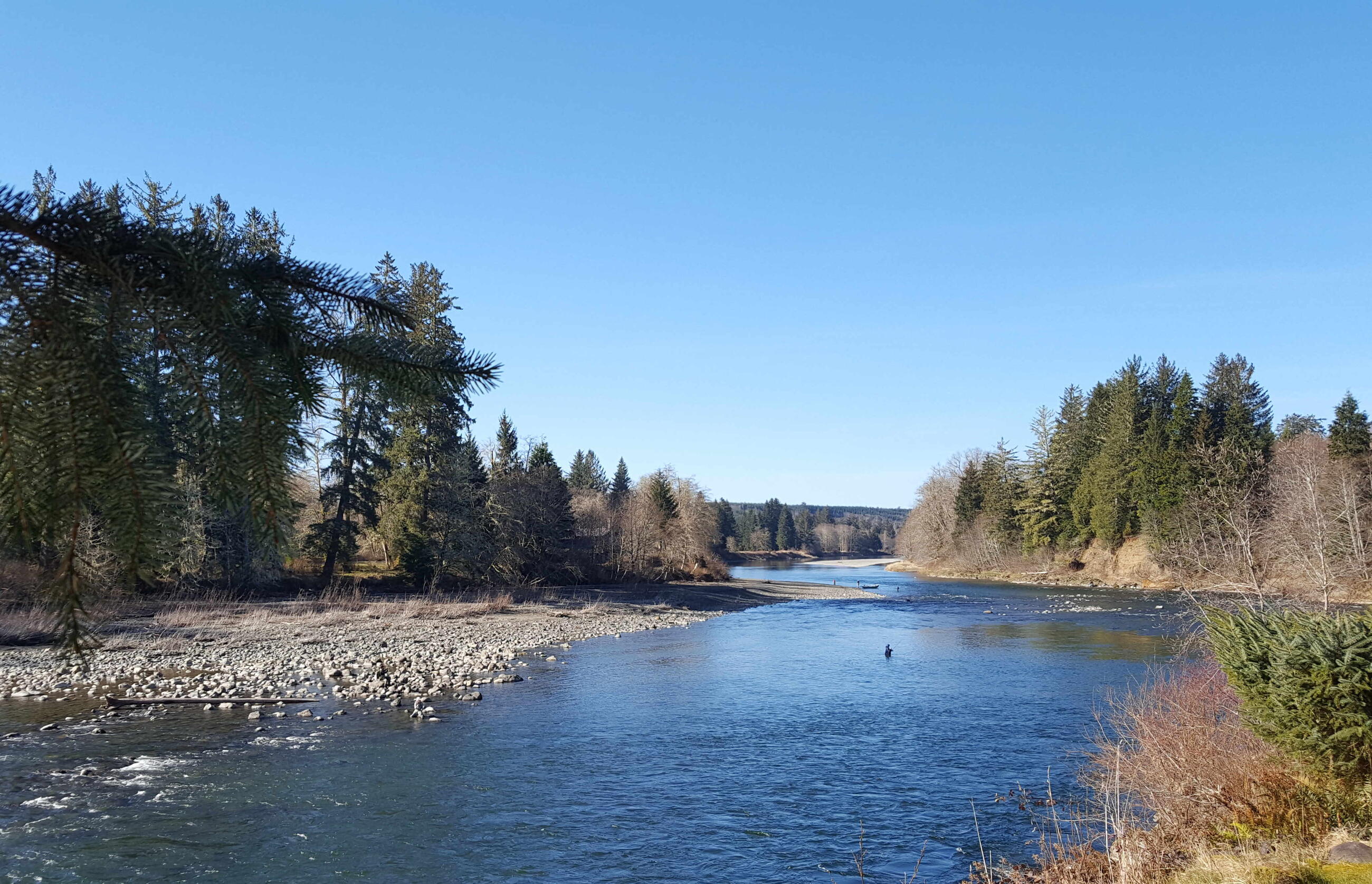 Fishing the Quillayute on St. Patrick's Day