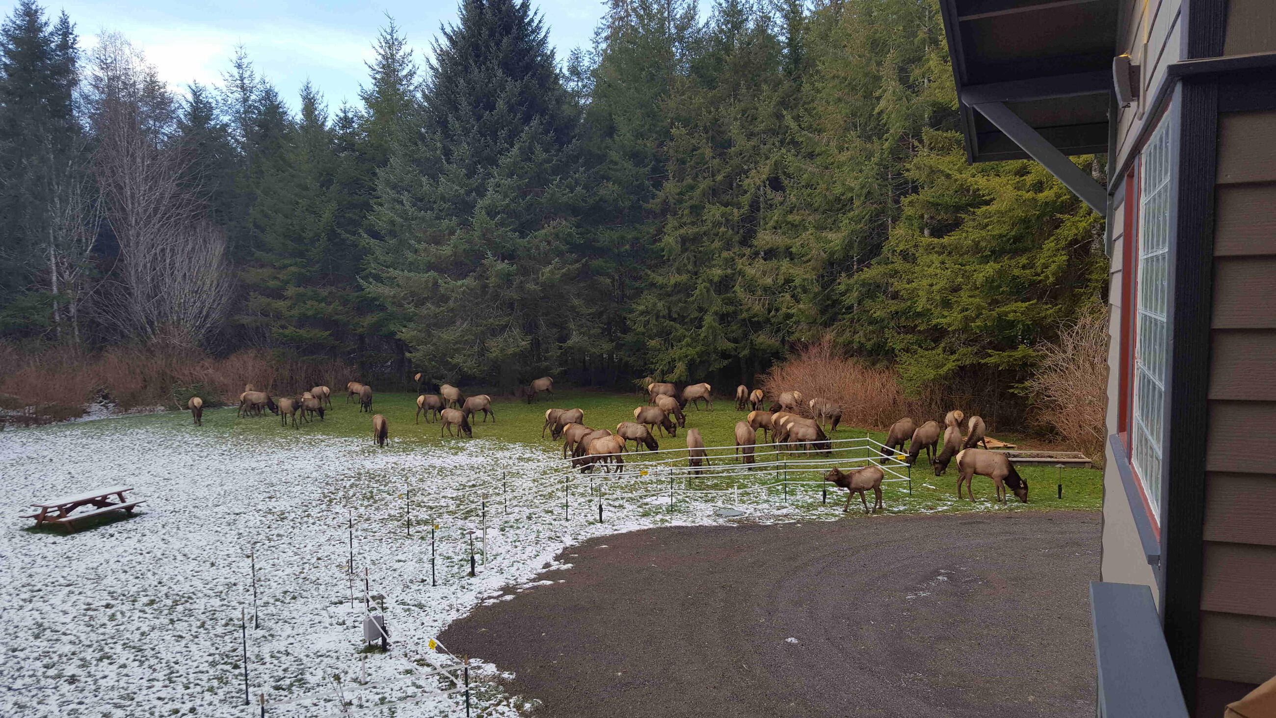 The elk herd visits the West meadow in February